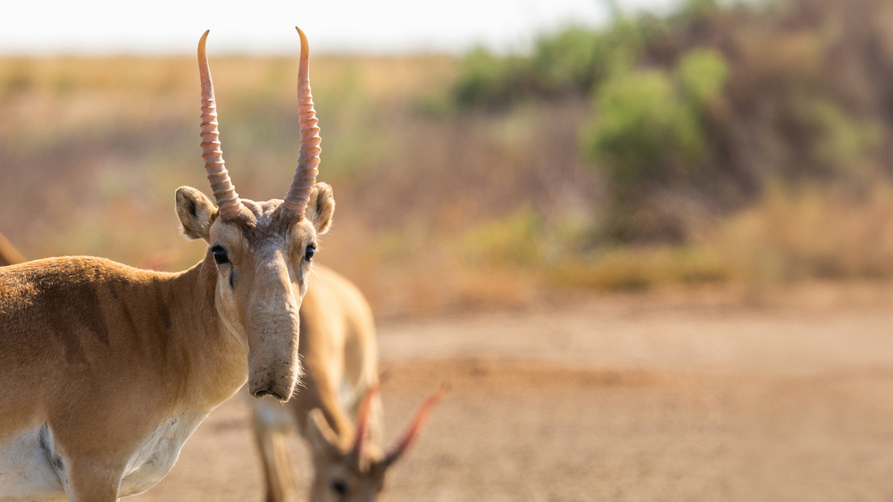Saiga