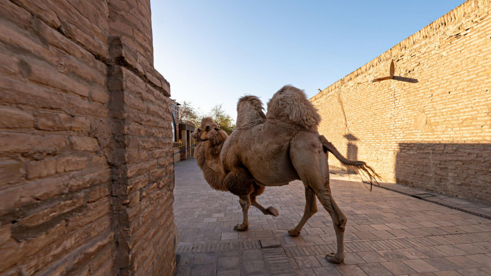camel uzbekistan