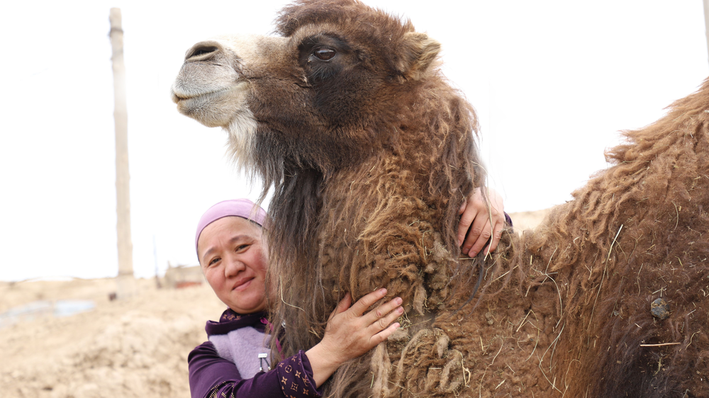 bactrian camel