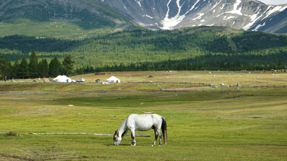Horse