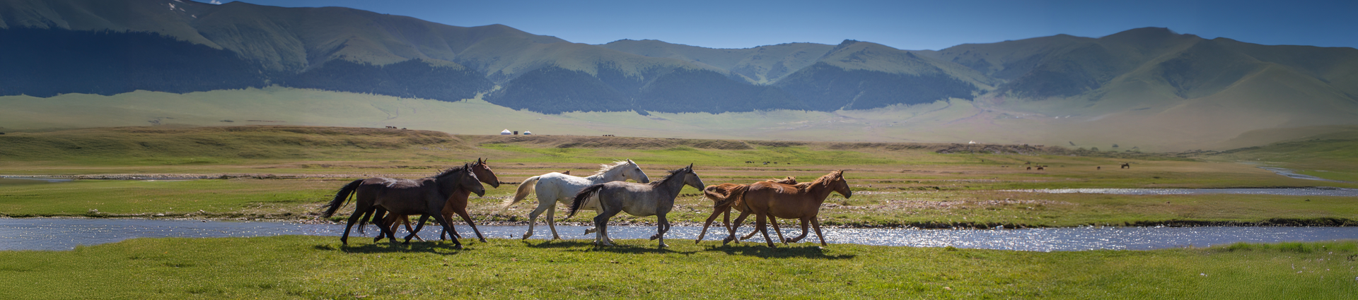 horses