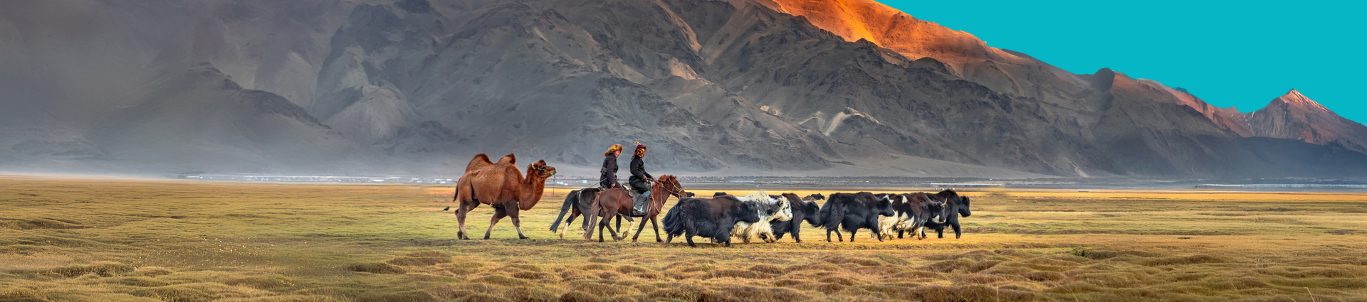 camel mongolia