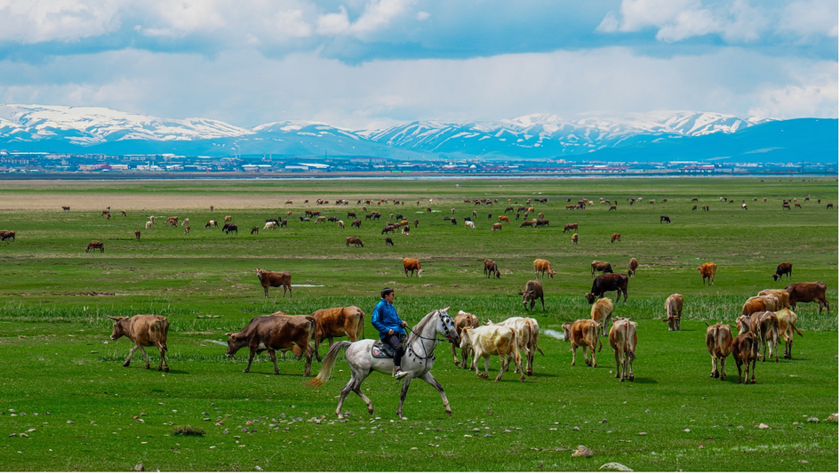 Herder on horseback