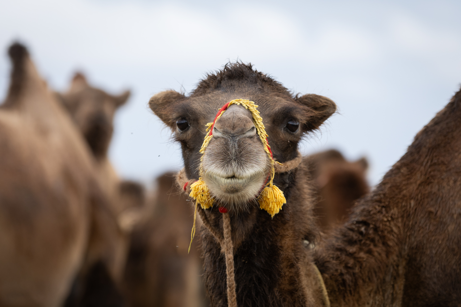A closeup of a camel