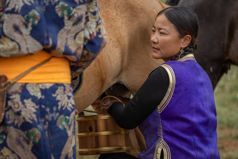 A woman woman milking